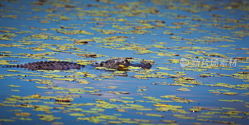 Lili Pad沼泽湿地的短吻鳄，大沼泽地国家公园，佛罗里达